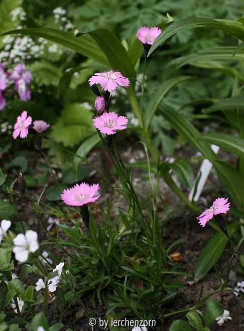 Glanzblättrige Nelke (Dianthus nitidus)