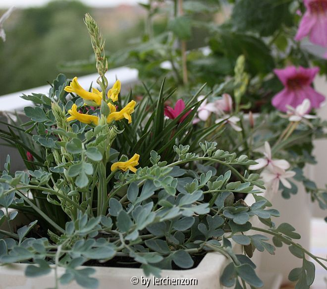 Corydalis wilsonii