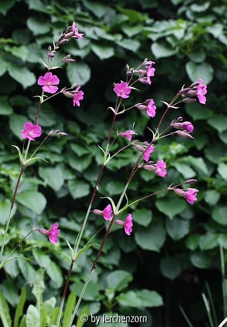 Silene viscaria subsp. atropurpurea