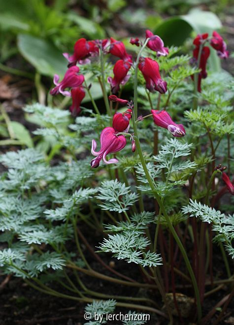 Dicentra-Hybr. Burning Hearts