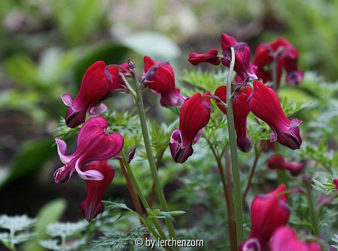 Dicentra-Hybr. Burning Hearts