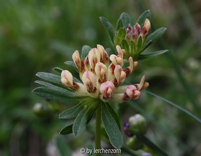 Anthyllis vulneraria var. coccinea
