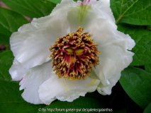 Paeonia obovata