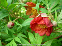 Paeonia delavayi