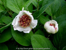 Paeonia obovata, zwei Blüten