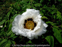 Paeonia rockii subsp. rockii (1)