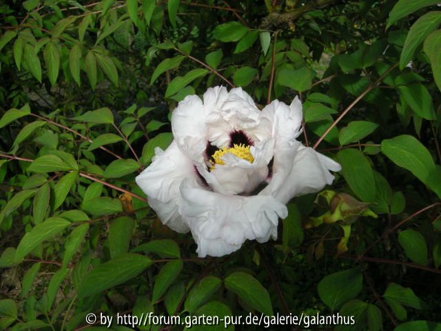 Paeonia rockii subsp. rockii (2)