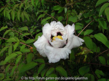 Paeonia rockii subsp. rockii (2)