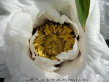 Paeonia rockii subsp. rockii (3)
