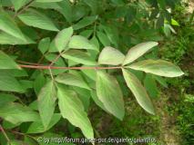 Paeonia rockii subsp. rockii Blatt