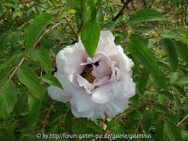 Paeonia rockii subsp. rockii (4)