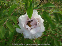 Paeonia rockii subsp. rockii (4)