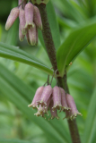 Polygonatum roseum