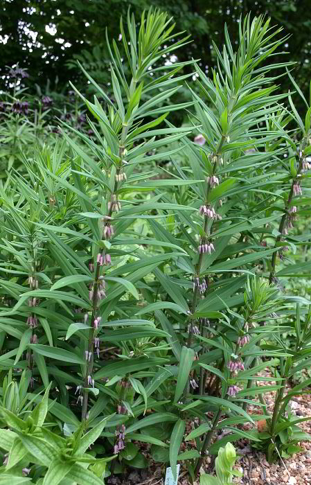 Polygonatum roseum