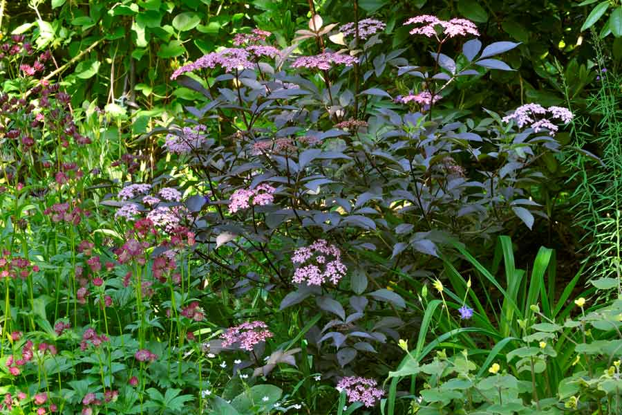 Black Beauty Juni 2010