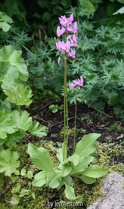 Dodecatheon Cult.