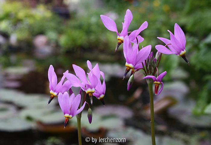 Dodecatheon Cult.