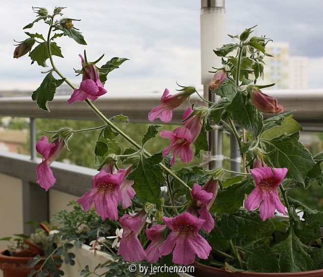 Rehmannia cf. elata