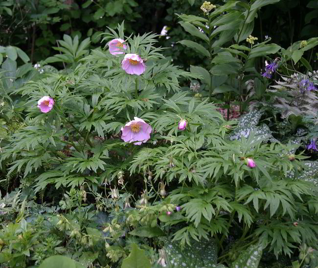 Paeonia anomala