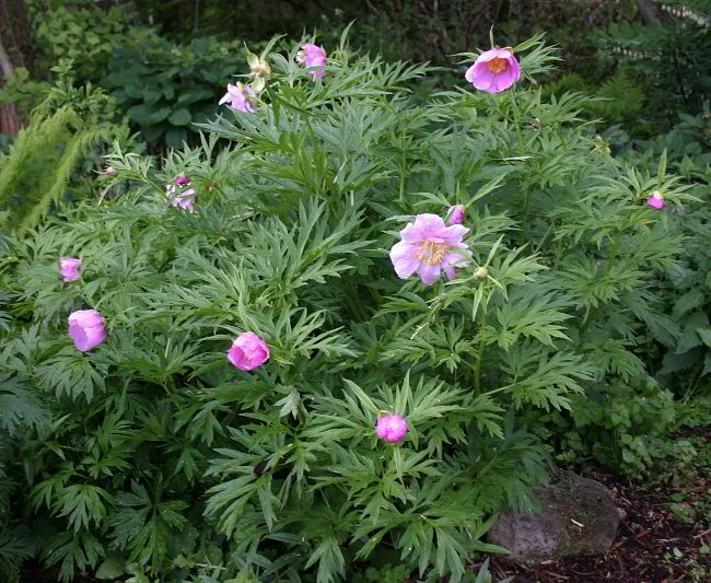Paeonia anomala