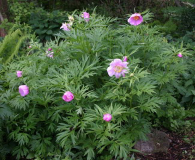 Paeonia anomala