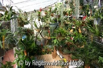 Regenwaldhaus Mörse