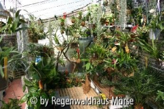 Regenwaldhaus Mörse