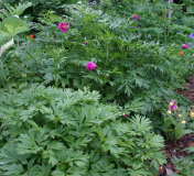 Paeonia anomala
