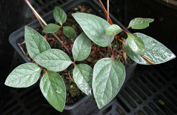Paeonia cambessedesii Absaat 2009