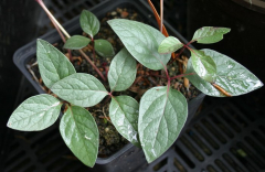 Paeonia cambessedesii Absaat 2009