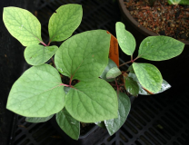 Paeonia cambessedesii Absaat 2009