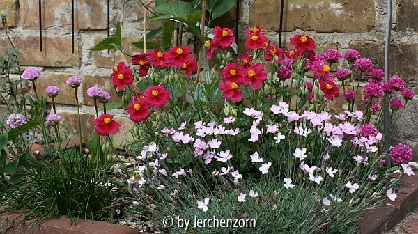 Sonnenecke mit Dianthus subacaulis, Helianthemum SUPREME und Armerien