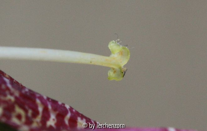 Rehmannia spec. - Narbe