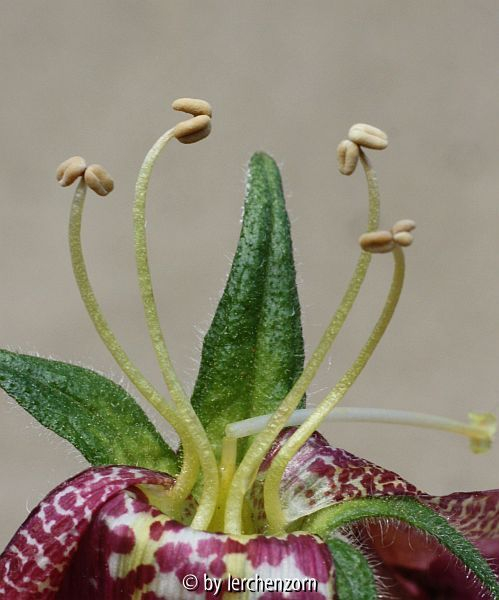 Rehmannia spec. Staubblätter