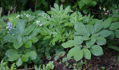 Paeonia obovata Absaat