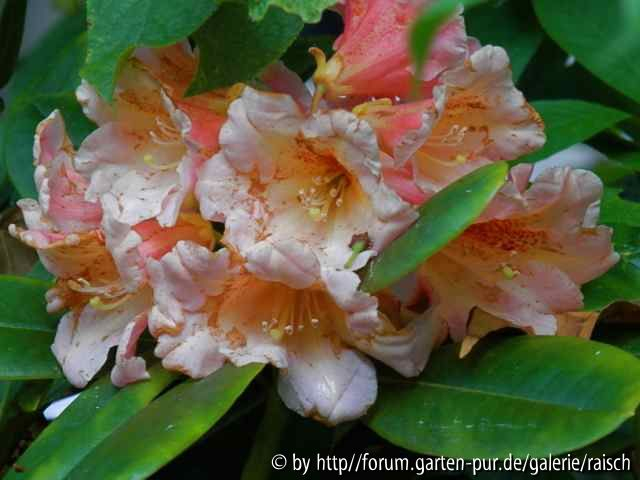 Flautando