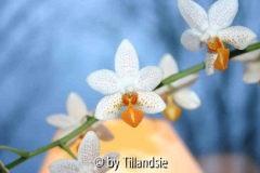 Tillandsie
