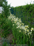 Iris-fl_1~0.jpg