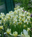 Iris-fl__4~0.jpg