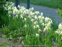 Iris-fl__2~0.jpg