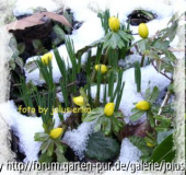 winterling- 05.03.2006