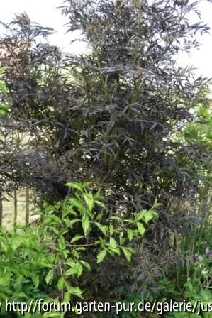 Sambucus nigra Black Lace