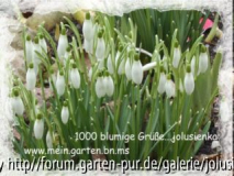 Galanthus-02.03.2006