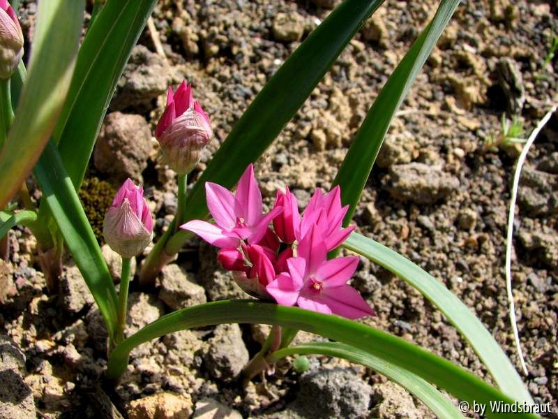 Allium oreophilum 2012