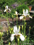 Iris sibirica Snow Prince 2012-1