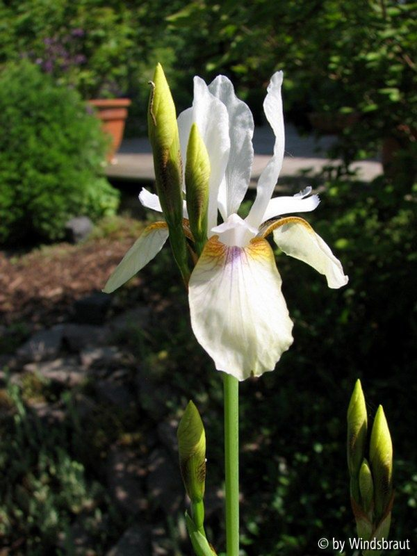 Iris sibirica Snow Prince 2012 nah