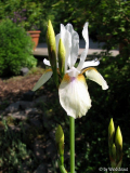 Iris sibirica Snow Prince 2012 nah