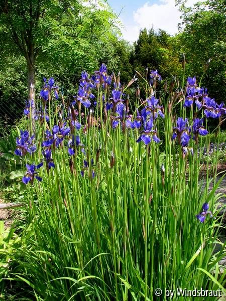 Iris sibirica 2012 hinten