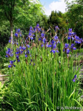 Iris sibirica 2012 hinten
