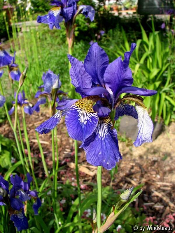 Iris sibirica 2012 vorn nah